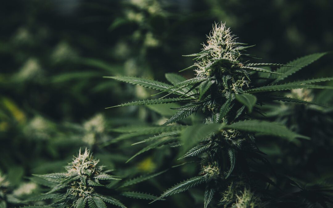 Dark Cannabis Plant